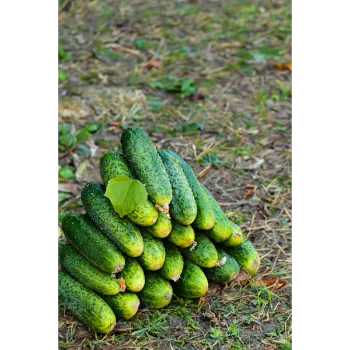 Cucumber  (10)-2519801-89994.webp